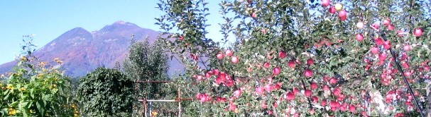 ��؎R�@��񂲔_��